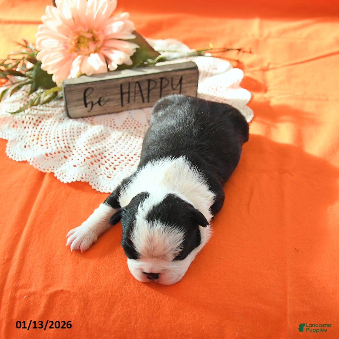 Boston Terrier dogs for sale: Rosie - Ad 5