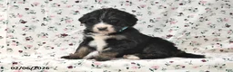 Bernedoodle dogs for sale: Bear - Ad 4
