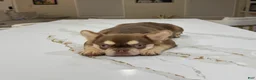 French Bulldog dogs for sale: French Bulldog  - Ad 5