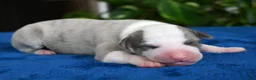 Whippet dogs for sale: Gilbert - Ad 1