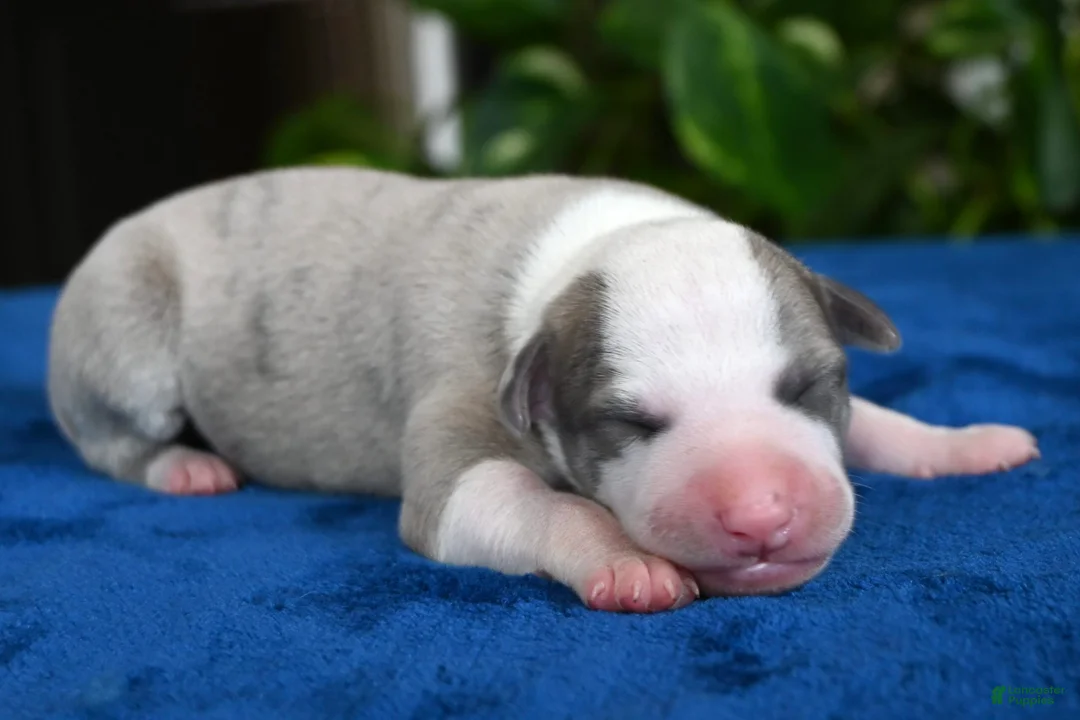 Whippet dogs for sale: Gilbert - Ad 1