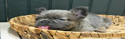 French Bulldog dogs for sale: Blueberry - Ad 2