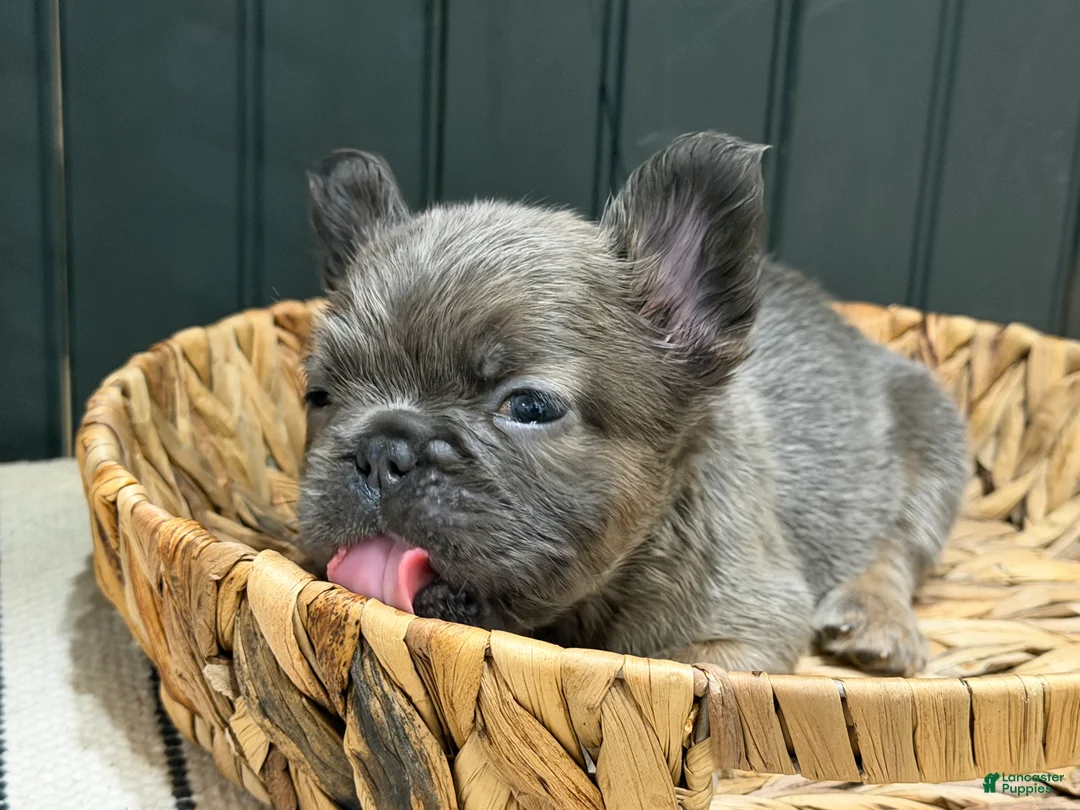 French Bulldog dogs for sale: Blueberry - Ad 2