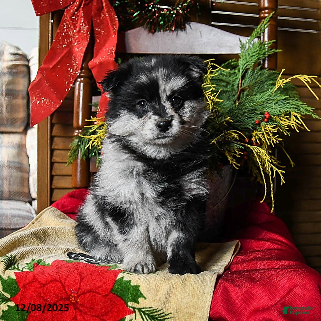 Pomsky dogs for sale: Muffin - Ad 1