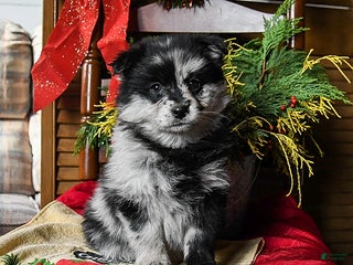 Pomsky dogs Muffin - Ad 42