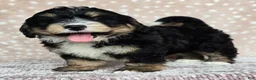Mini Bernedoodle dogs for sale: Mini Willow - Ad 26