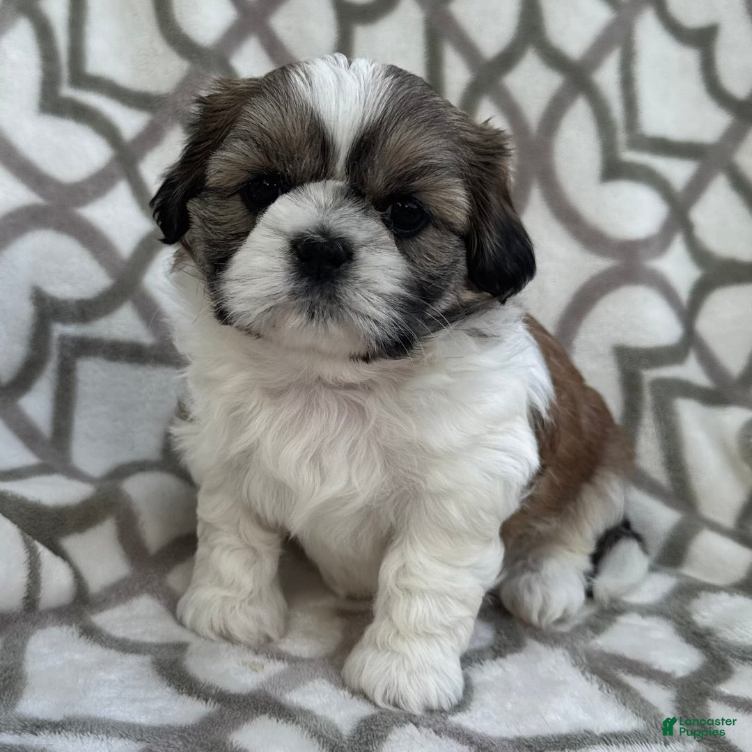 Animal Benji Terrier Mix Anjing Benji Dog Movie Benji Terrier