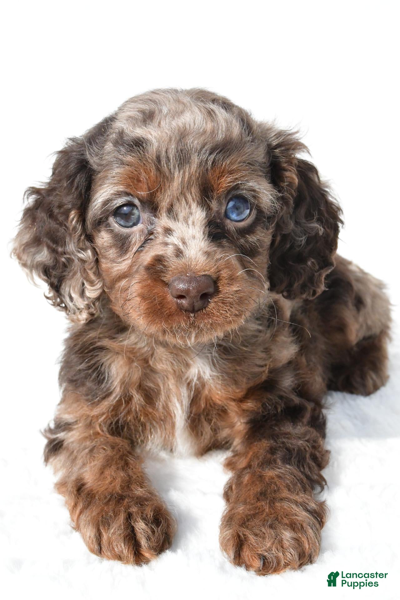 Cockapoo dogs for sale: Joy - Ad 2