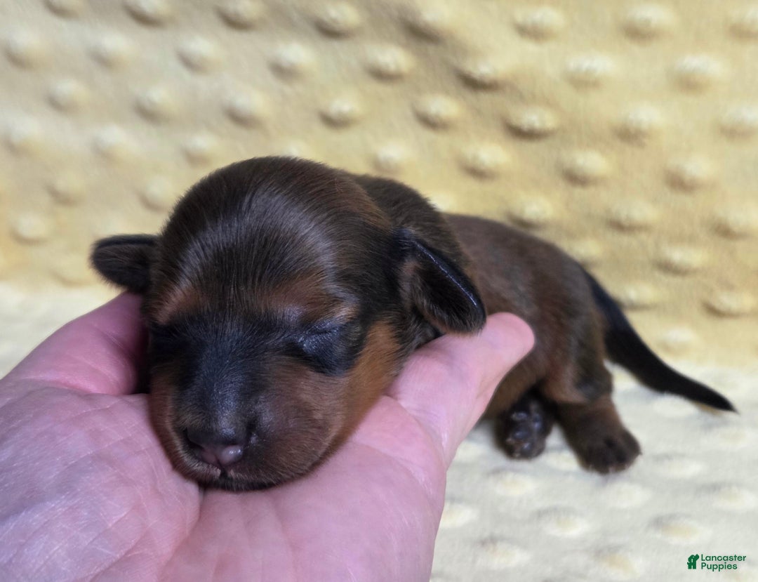 Miniature Dachshund dogs for sale: Rye - Ad 3