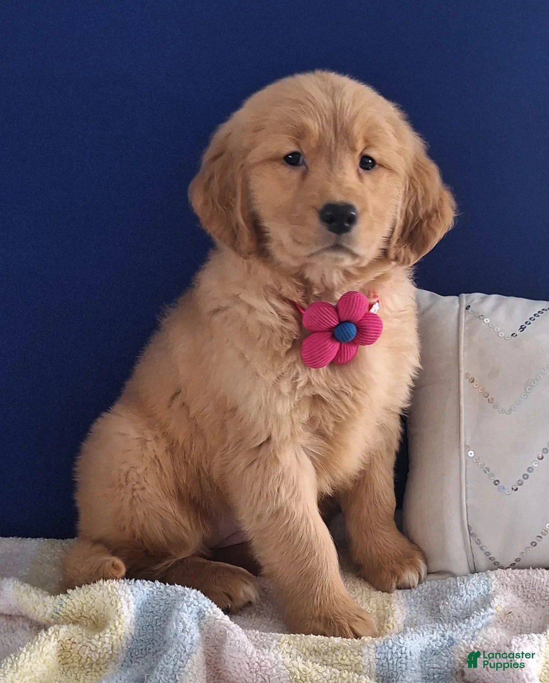 Golden Retriever dogs for sale: Waverly - Ad 3