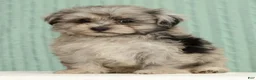 Pomapoo dogs for sale: Parker - Ad 2