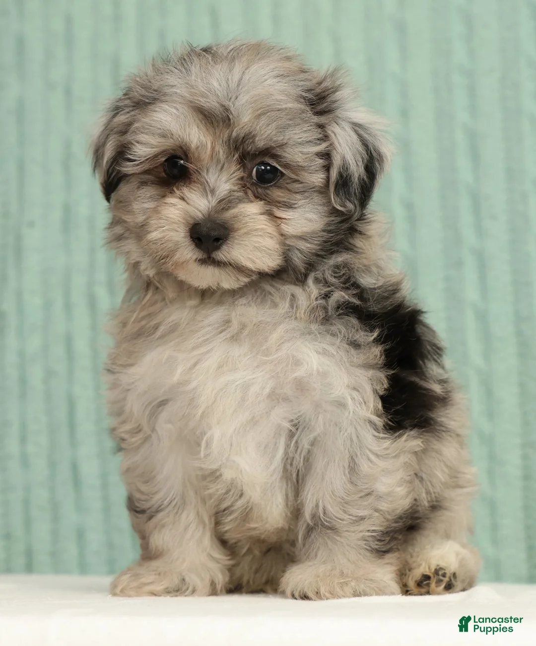 Pomapoo dogs for sale: Parker - Ad 2