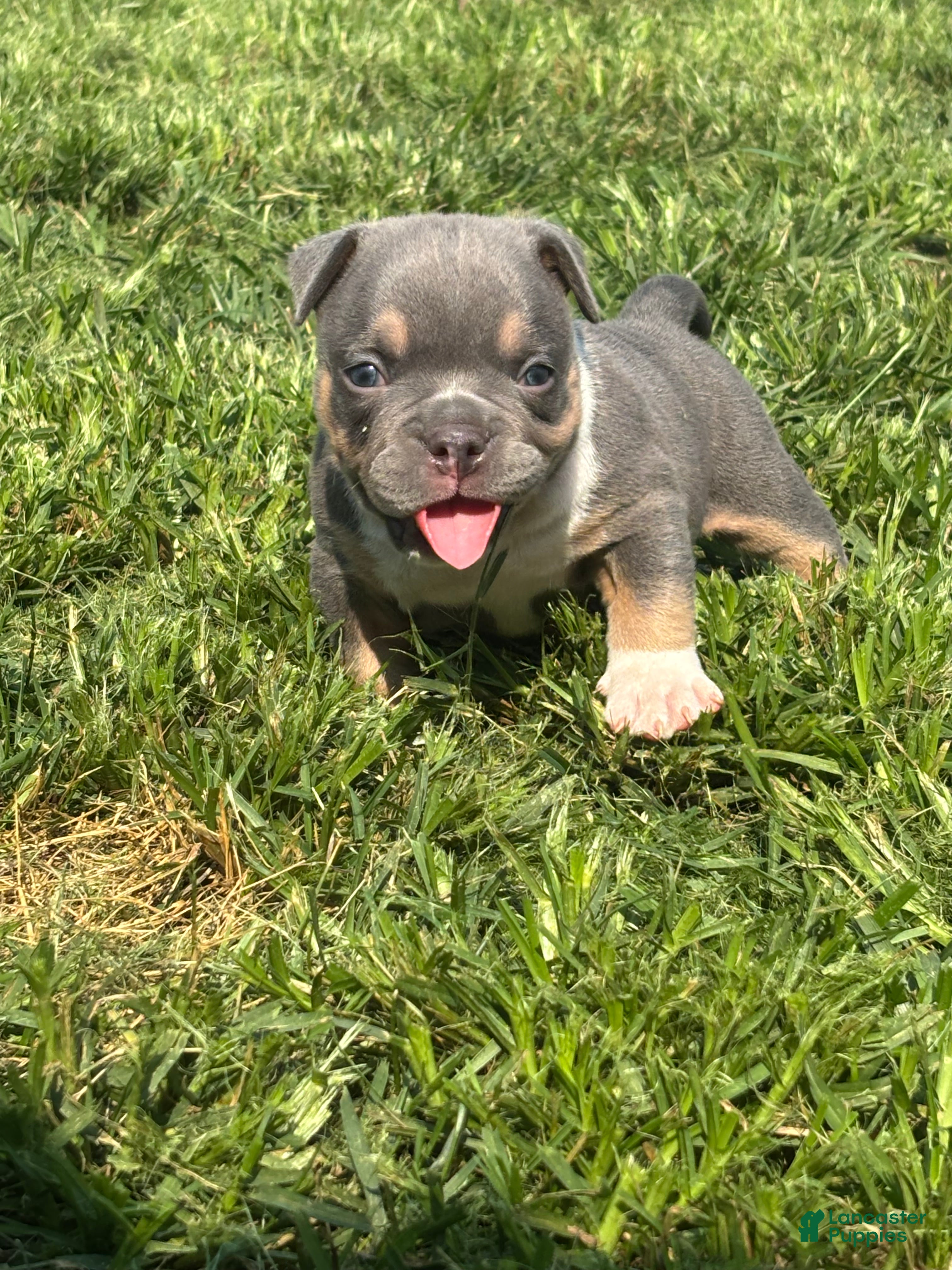 American Bully dogs American Bully 3 - Ad 6