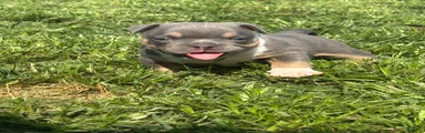 American Bully 3