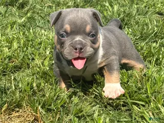 American Bully dogs American Bully 3 - Ad 6