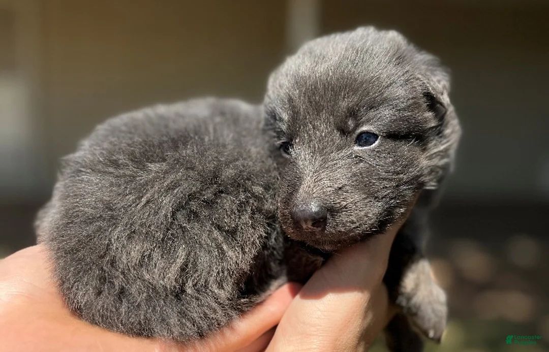 German Shepherd dogs for sale: Blue Silver Sable - Ad 2