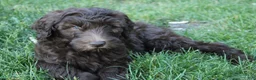 Labradoodle dogs for sale: Eros - Ad 8