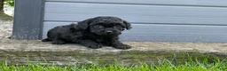 Miniature Poodle dogs for sale: Annamae Miniature Poodle Puppy  - Ad 5