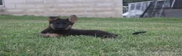 German Shepherd dogs for sale: Sofea - Ad 1