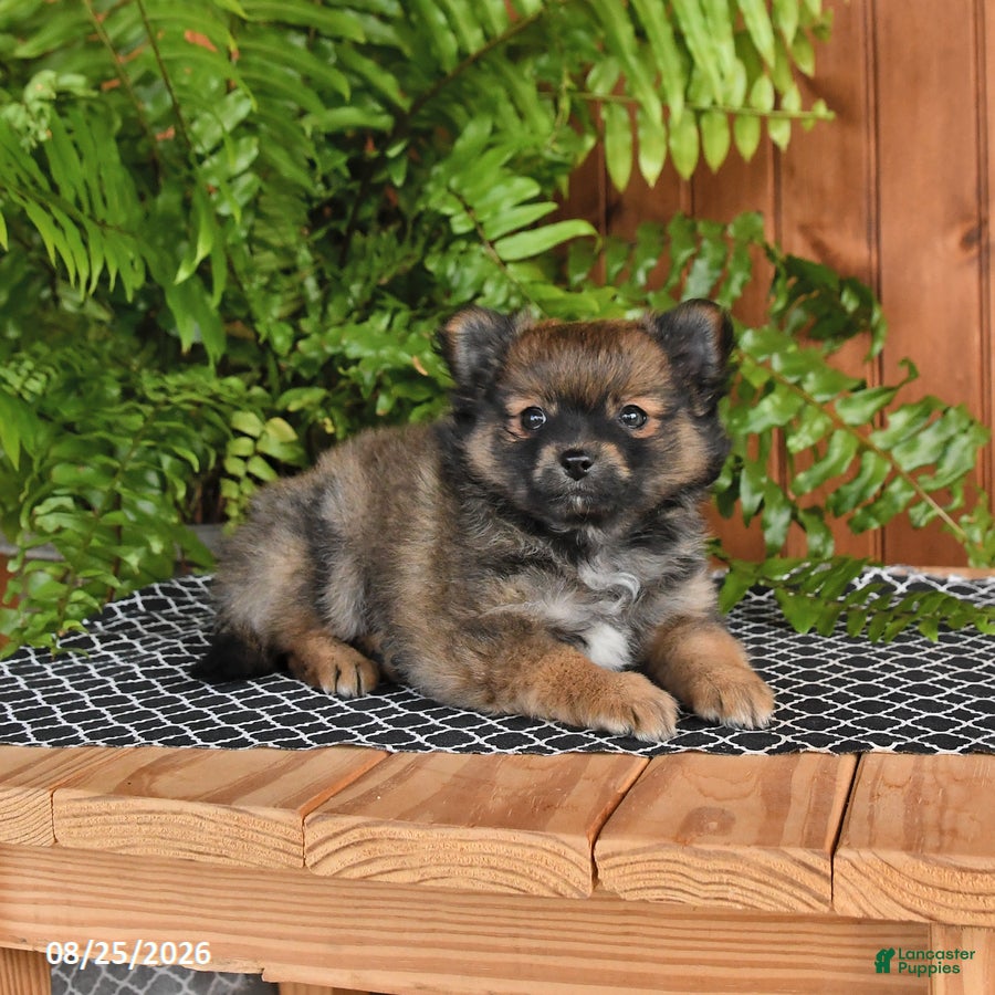 Mixed Breed dogs Pretzel - Ad 2