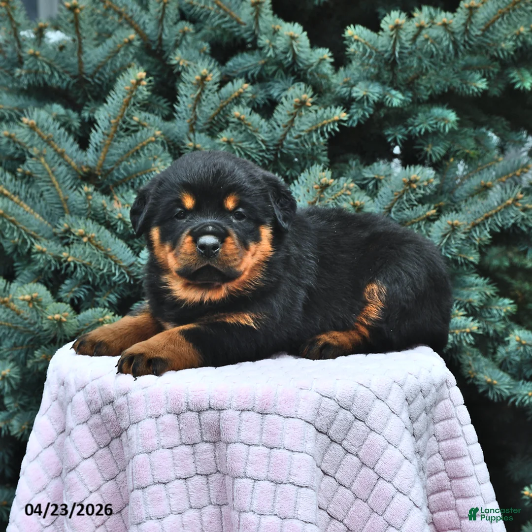 Rottweiler dogs for sale: Bella   - Ad 1