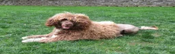 Portuguese Water Dog dogs for sale: Madelyn - Ad 17