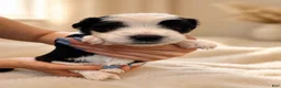 Mixed Breed dogs for sale: Oreo - Ad 10