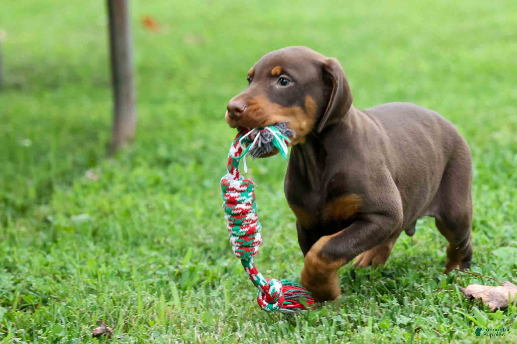 Doberman Pinscher dogs  Griffin 🐶 - Ad 2