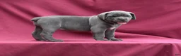 Cane Corso dogs for sale: Brooke - Ad 4