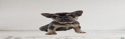 French Bulldog dogs for sale: Lexie - Ad 3