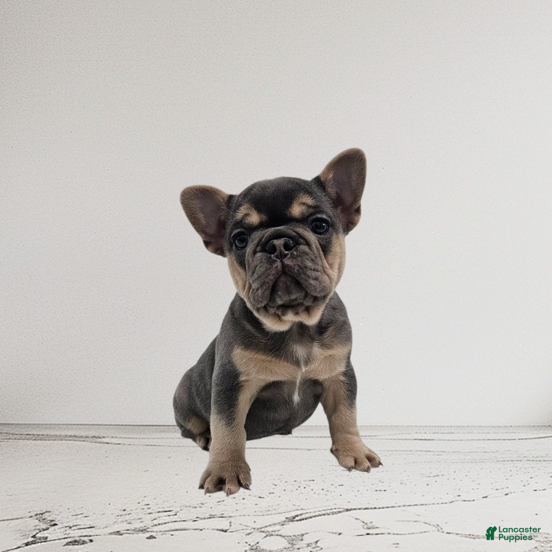 French Bulldog dogs for sale: Lexie - Ad 3