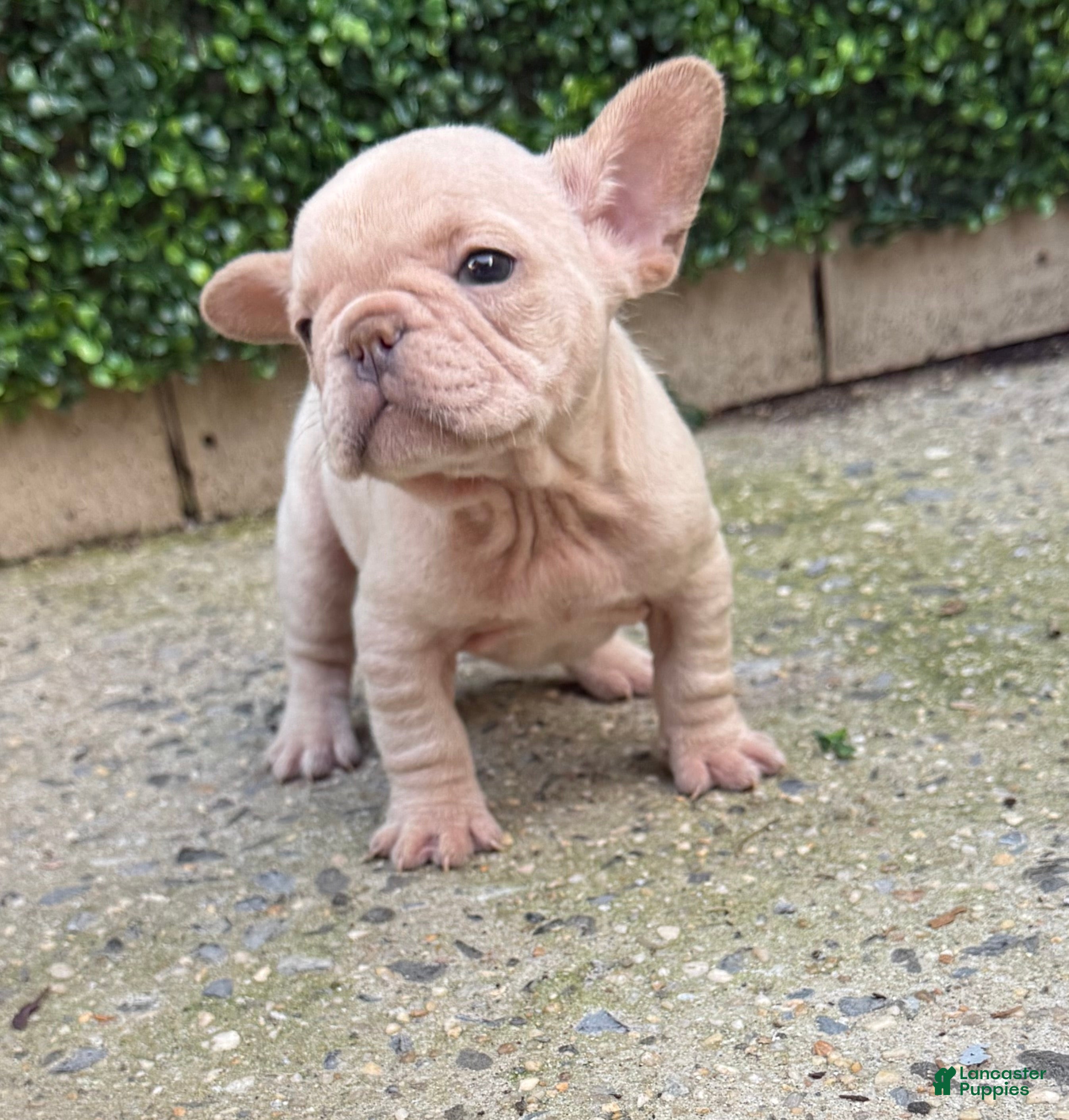 French Bulldog dogs Luz - Ad 2