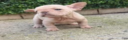French Bulldog dogs for sale: Luz - Ad 2