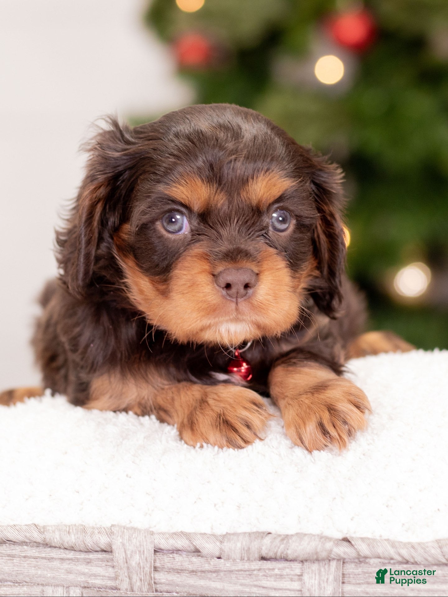 Cavalier King Charles Spaniel dogs Luna - Ad 10