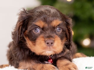 Cavalier King Charles Spaniel dogs for sale: Luna - Ad 4
