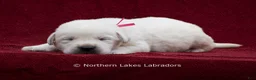 Labrador Retriever dogs for sale: Mason - Ad 5