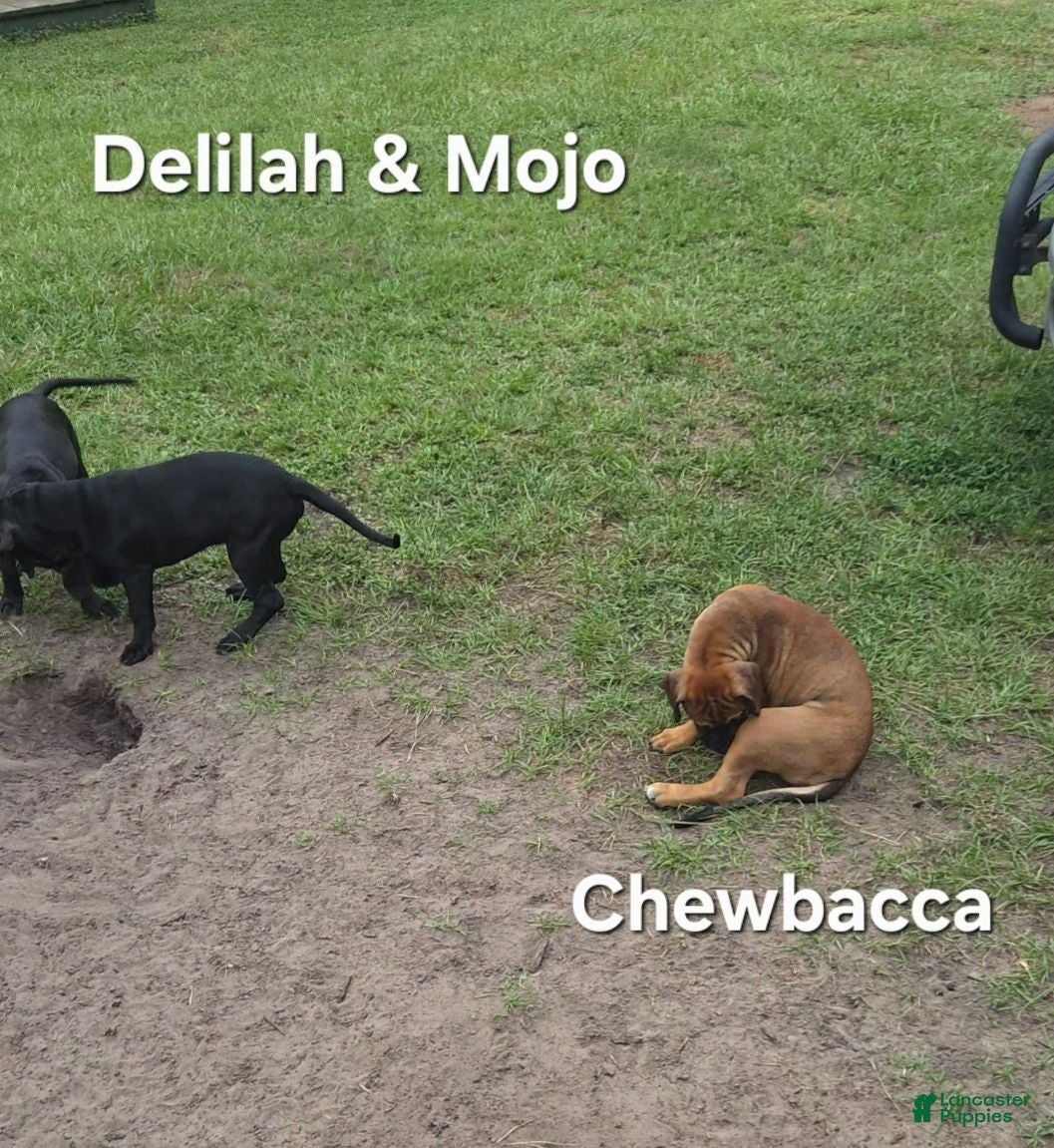 Cane Corso dogs Cane Corso 2 - Ad 38