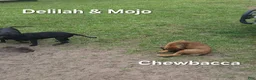 Cane Corso dogs for sale: Cane Corso 2 - Ad 1