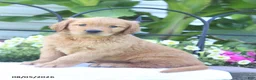 Golden Retriever dogs for sale: Checkers - Ad 3