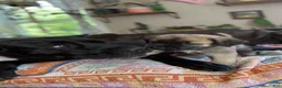 Mixed Breed dogs for sale: Rocky - Ad 4
