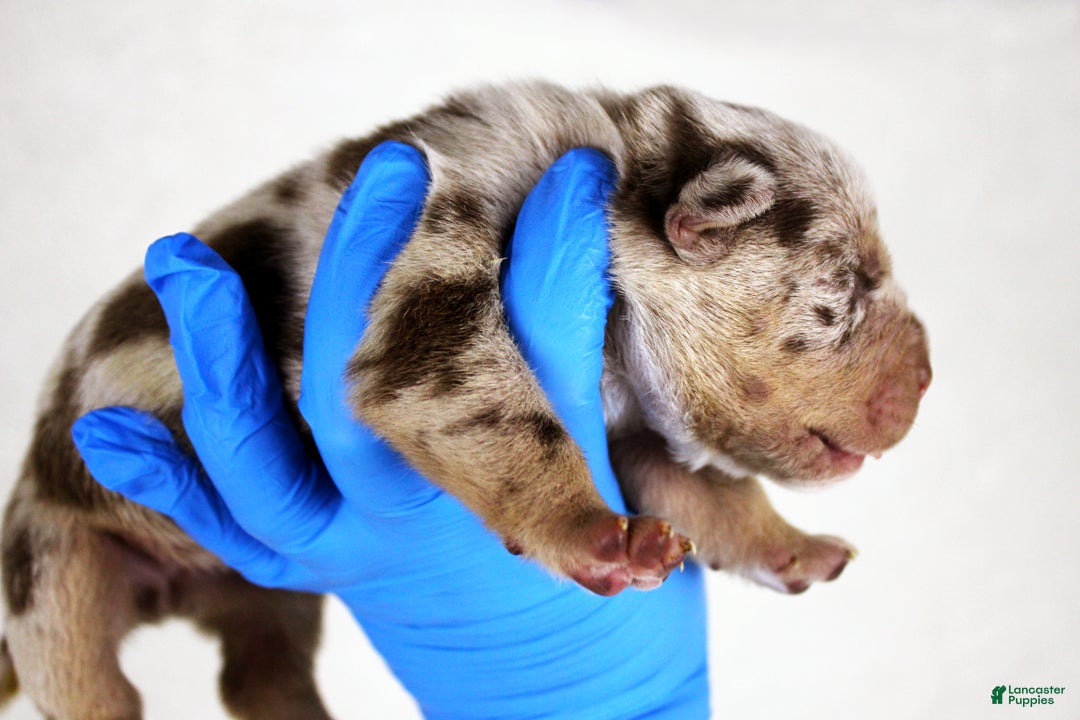 American Bully dogs for sale: Chocolate Tri Merle Female - Ad 4