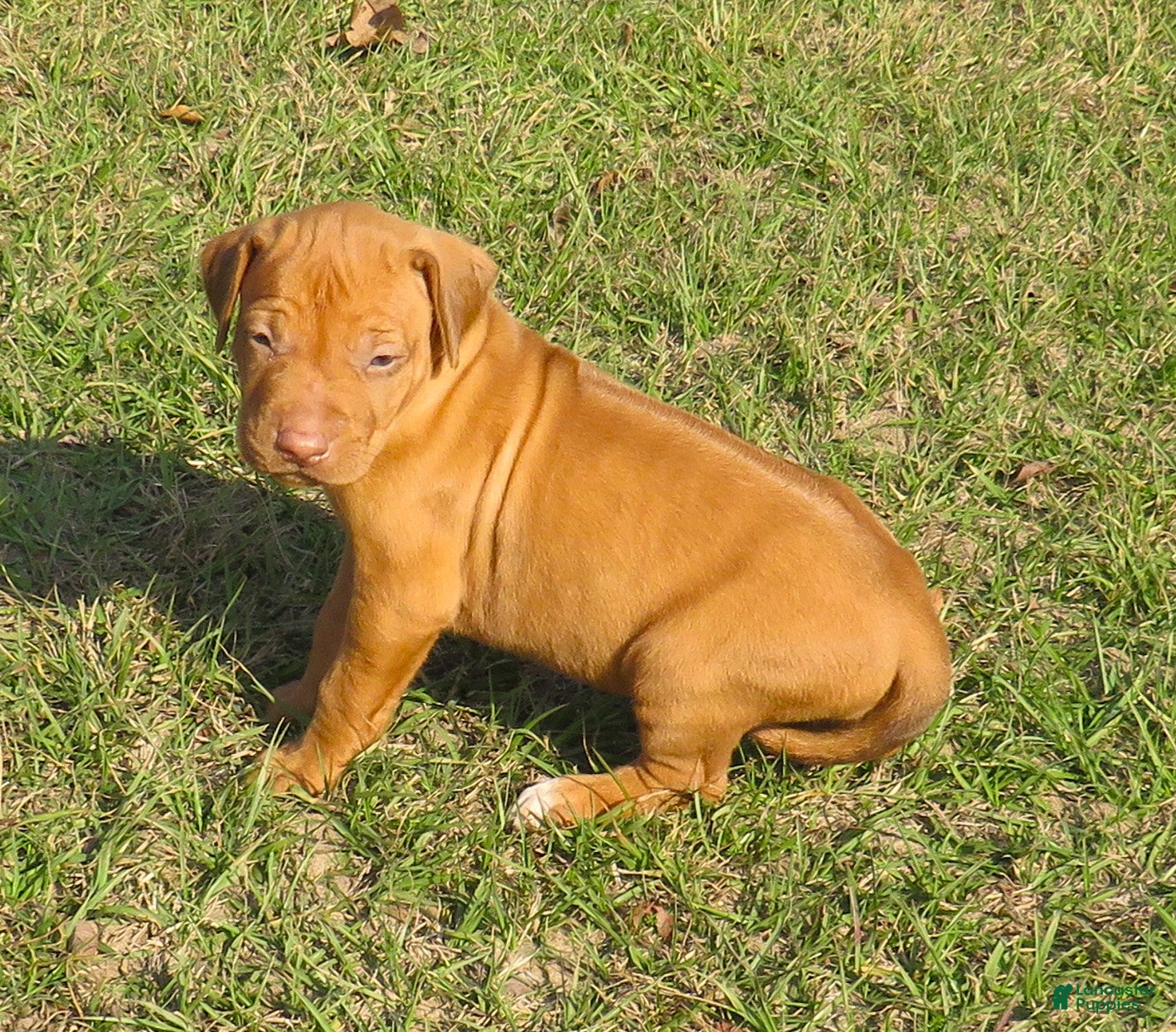 Rhodesian Ridgeback dogs Rhodesian Ridgeback Puppy 1 - Ad 4