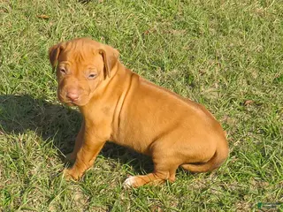 Rhodesian Ridgeback dogs Rhodesian Ridgeback Puppy 1 - Ad 2