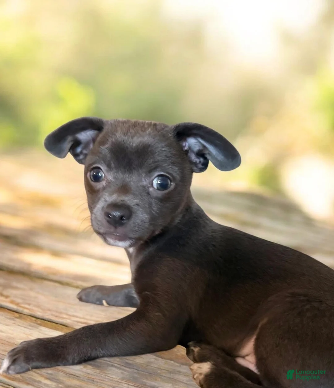 Chihuahua dogs for sale: Koal - Ad 7