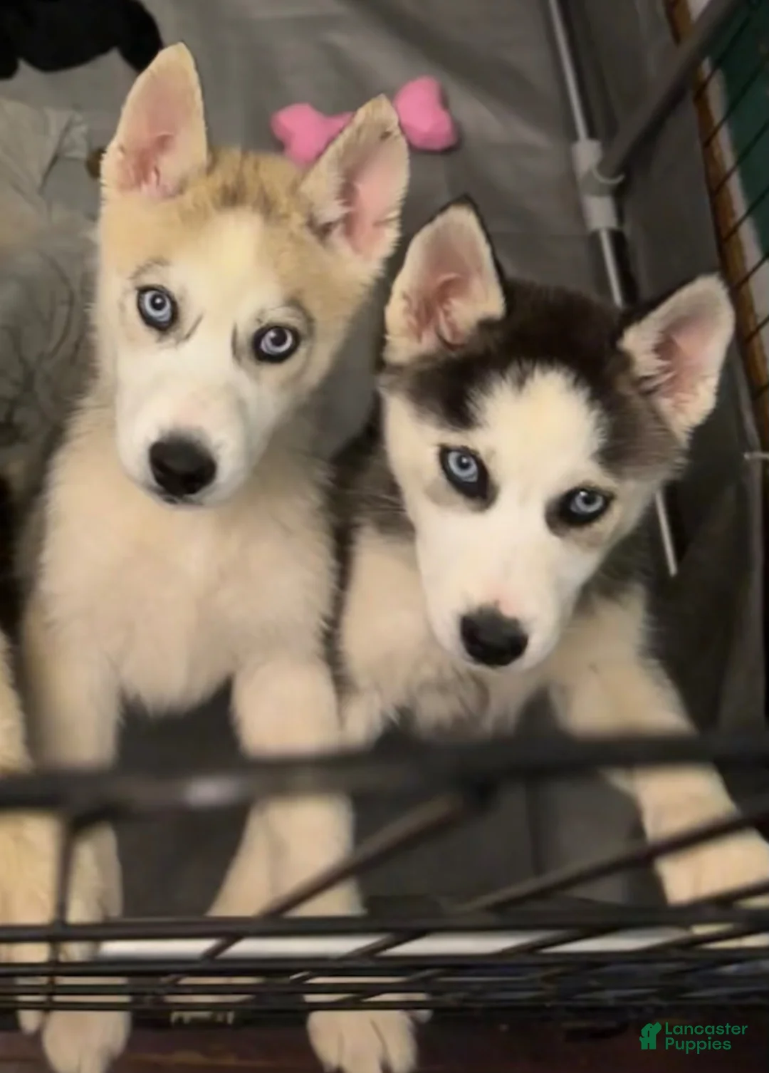 Siberian Husky dogs for sale: LoneStar - Ad 4