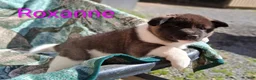 Akita dogs for sale: Roxanna - Ad 5