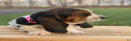 Basset Hound dogs for sale: Clara - Ad 3