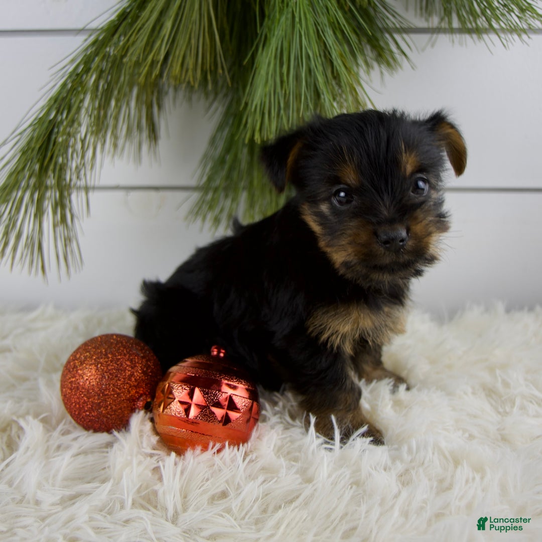Yorkshire Terrier dogs for sale: Cammy - Ad 5