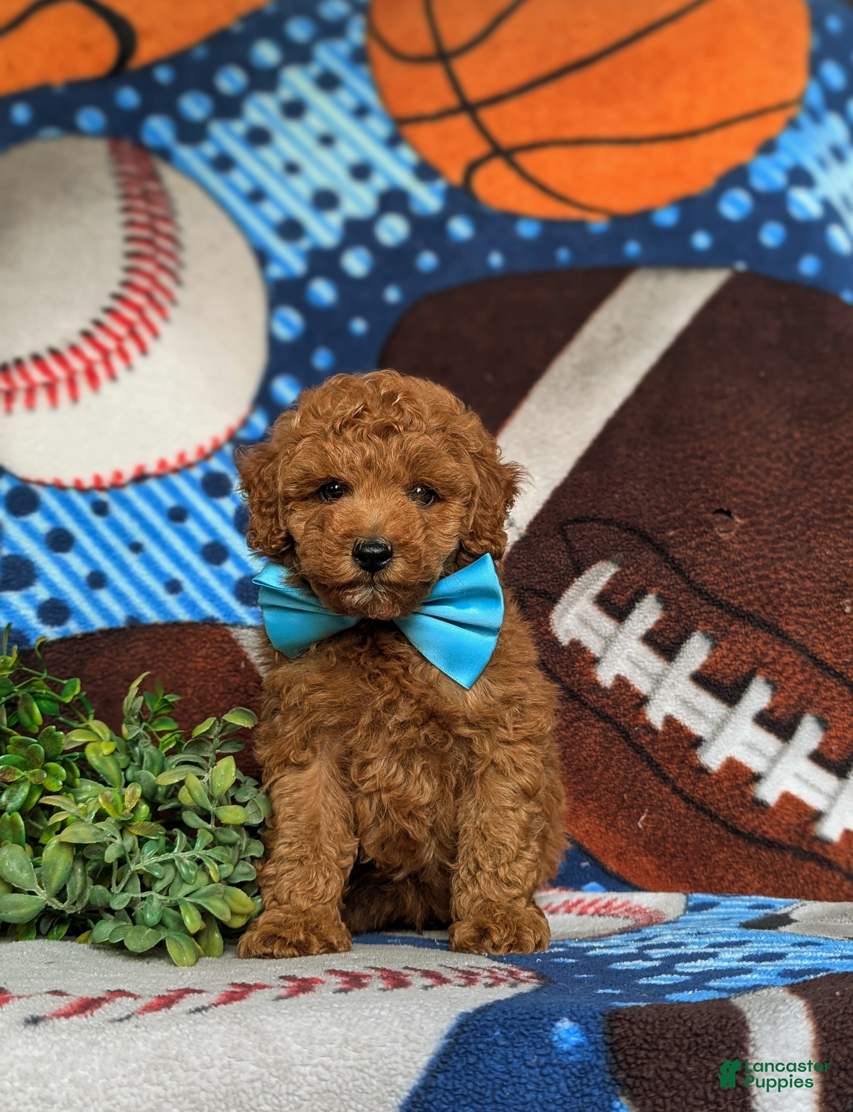 Miniature Poodle dogs Sammy 10 lbs Full Grown - Ad 2