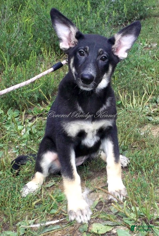 German Shepherd dogs Diva - Ad 28
